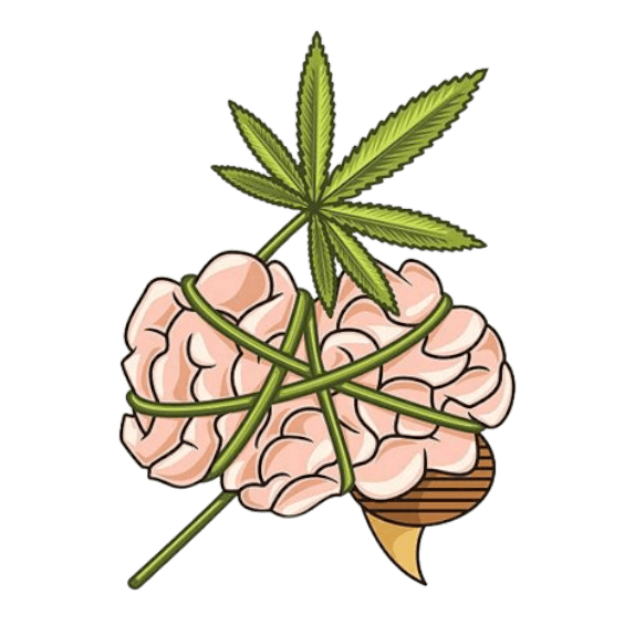 Comprendre l'Addiction au CBD : Mythes, Réalités et Solutions