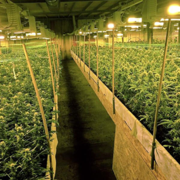 Culture du CBD en intérieur : Récolte, Conseils et Astuces