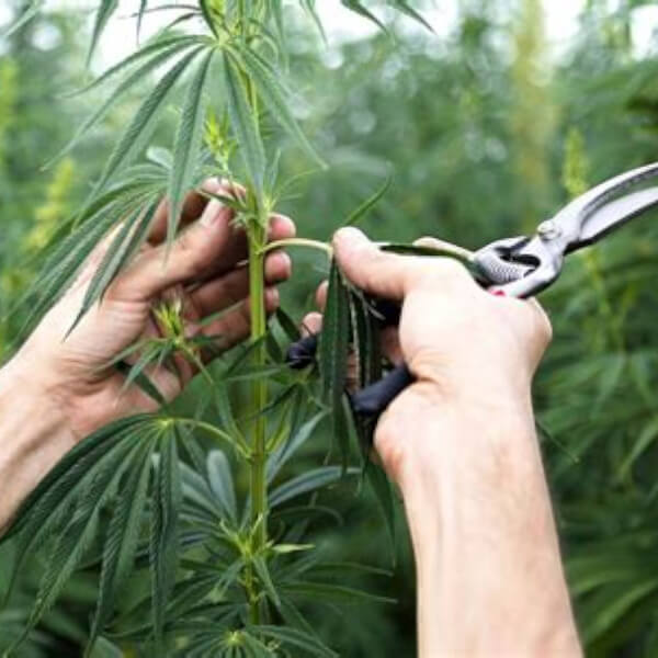 De la graine à la récolte : Le processus de culture du CBD expliqué en détail