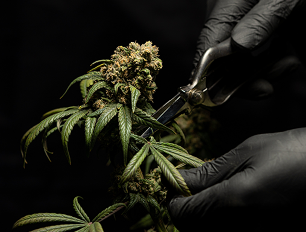 Fleurs & Hashs